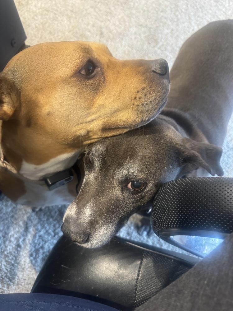Bubbles, Adoptable, Adult Female Black Mouth Cur.