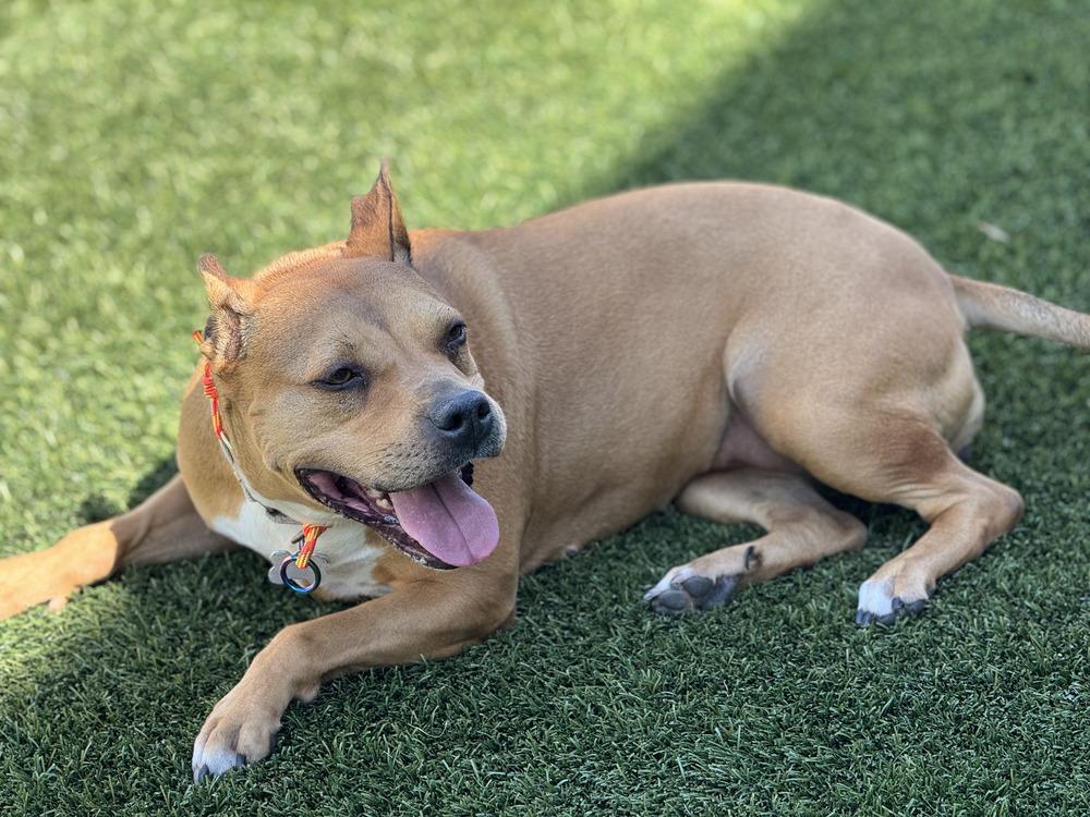Bubbles, a Adoptable mixed breed in Littleton, CO image 3/6