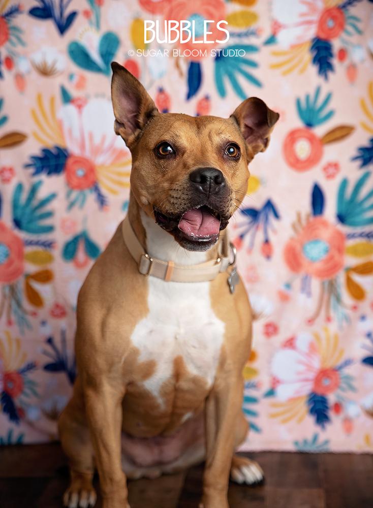 Bubbles, a Adoptable mixed breed in Littleton, CO image 6/6