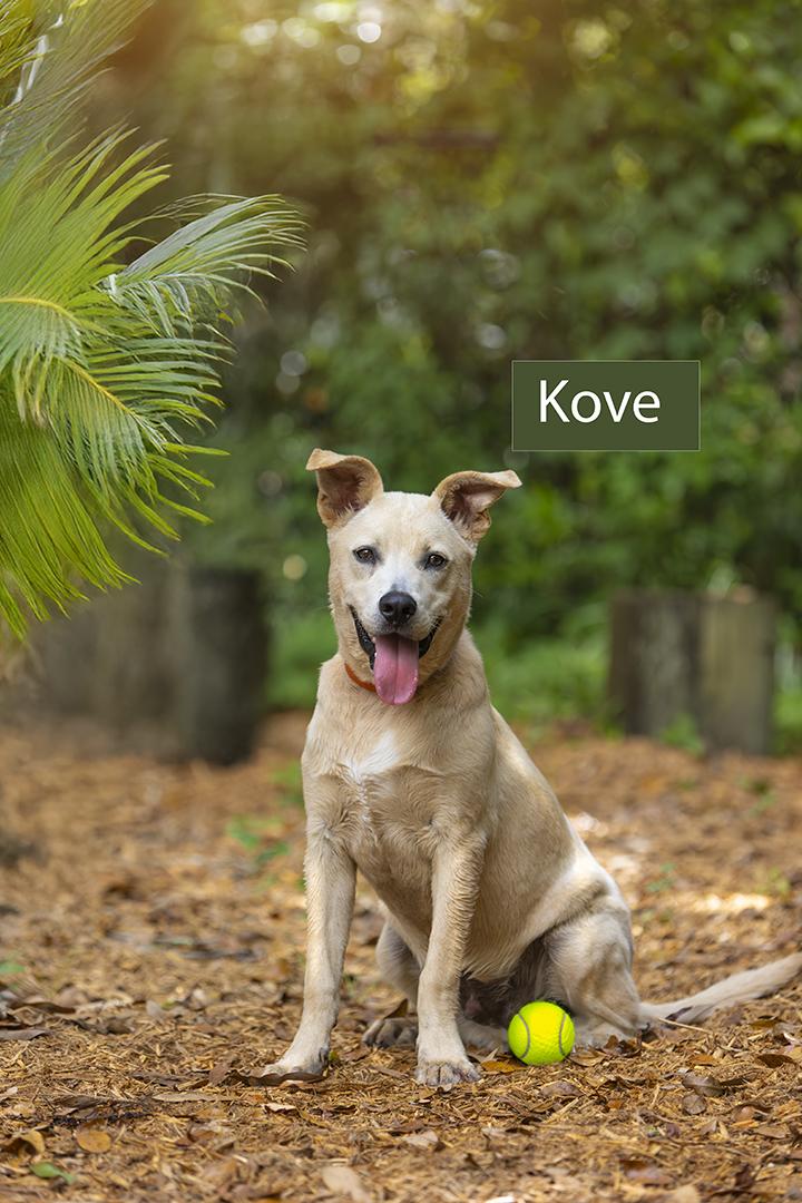Kove, Young Male unknown