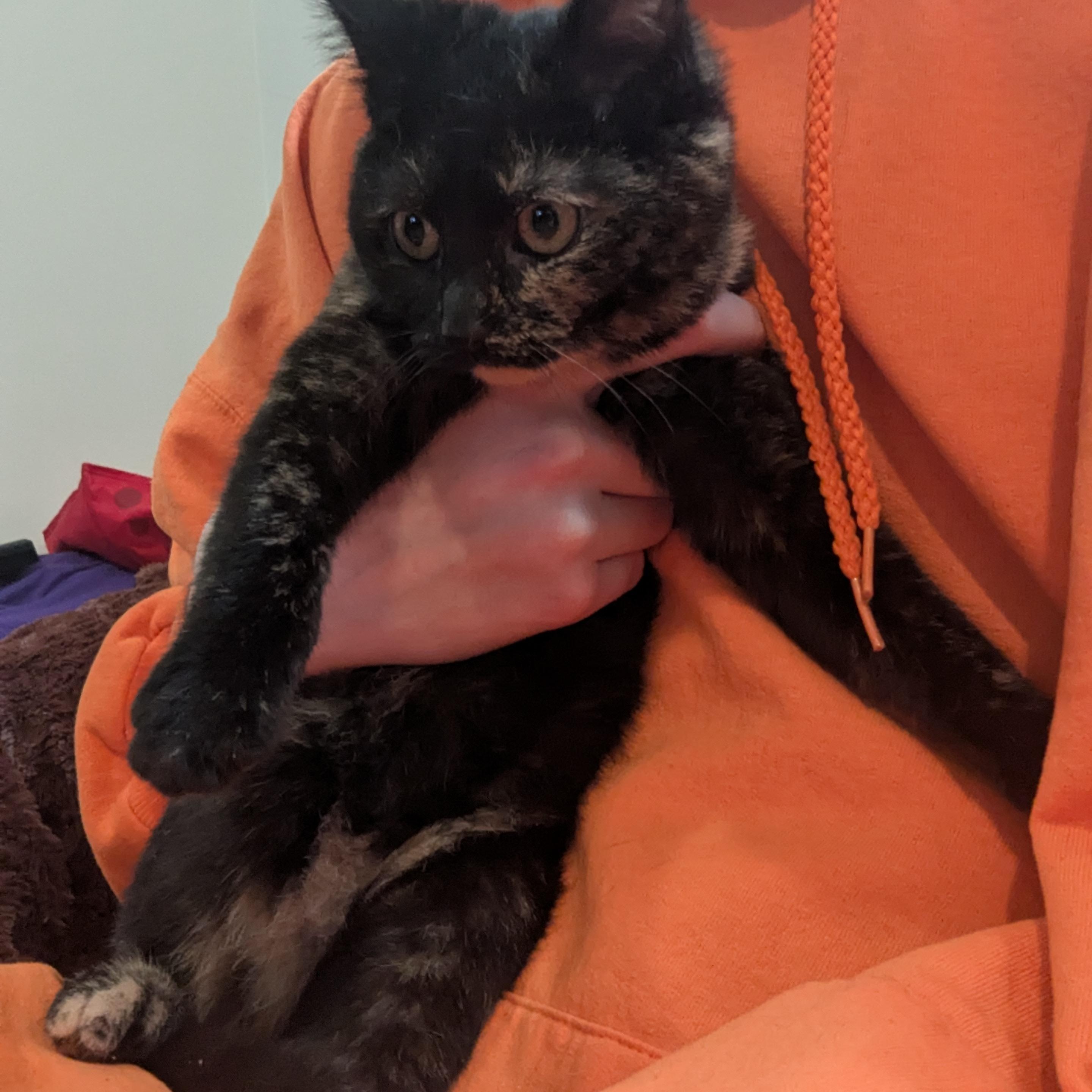 Enlarge The Freak, a ADOPTABLE mixed breed in Bayonne, NJ image 5/5