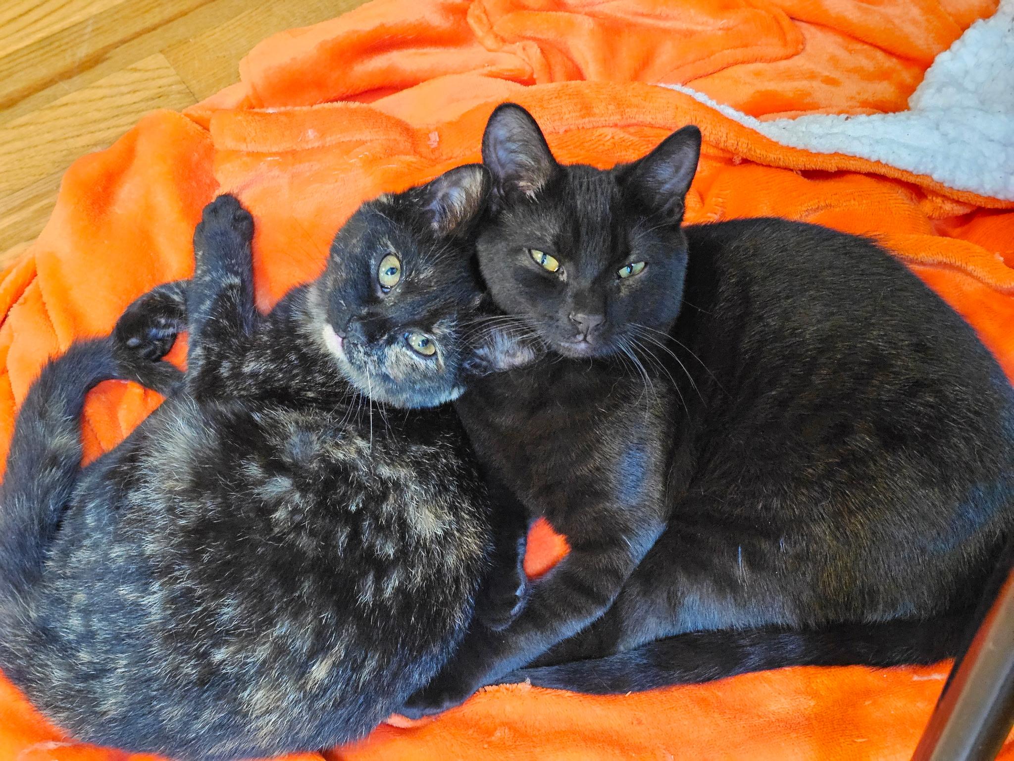 The Freak, an adoptable mixed breed in Bayonne, NJ image 6/6