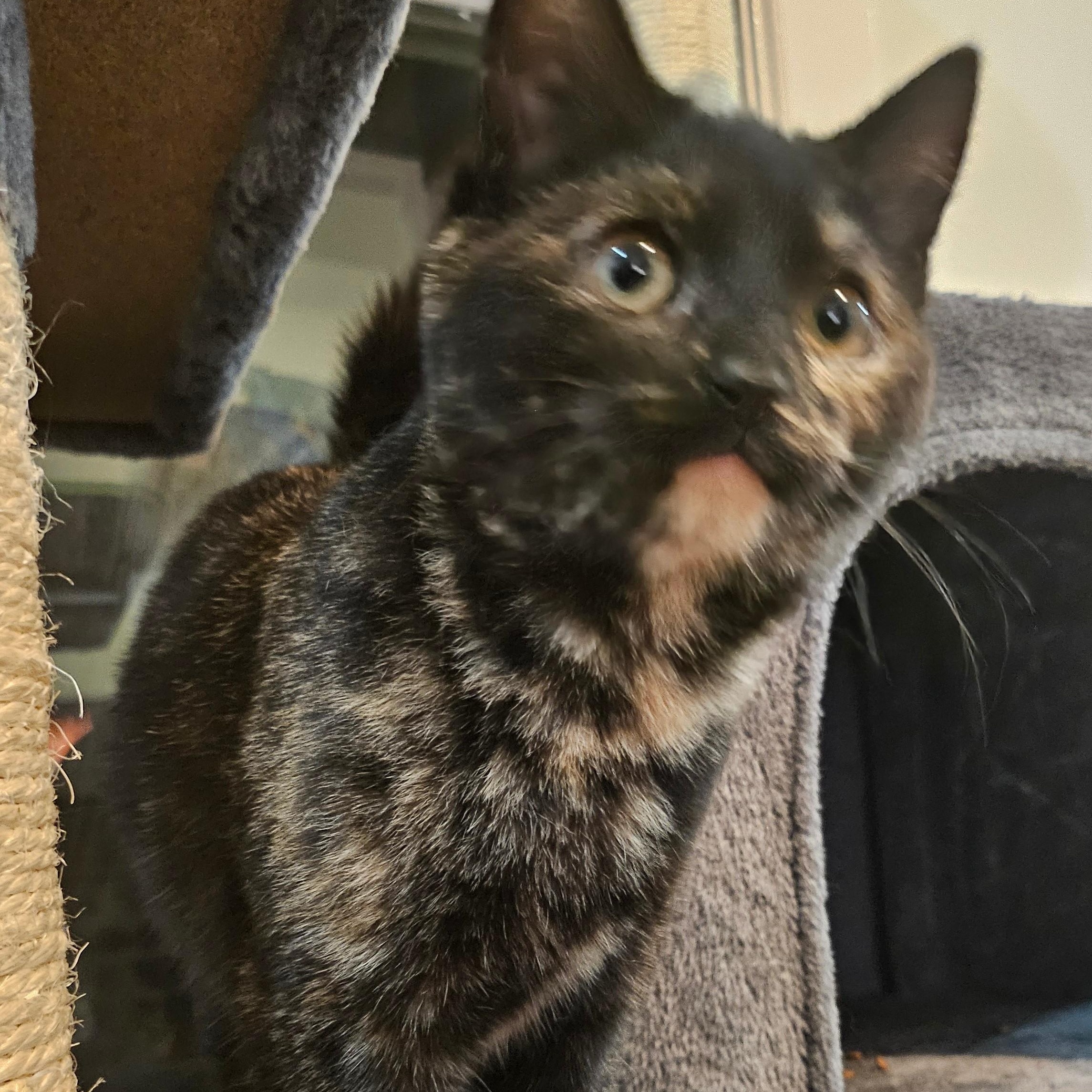 The Freak, adoptable, Young Female Tortoiseshell & American Shorthair.