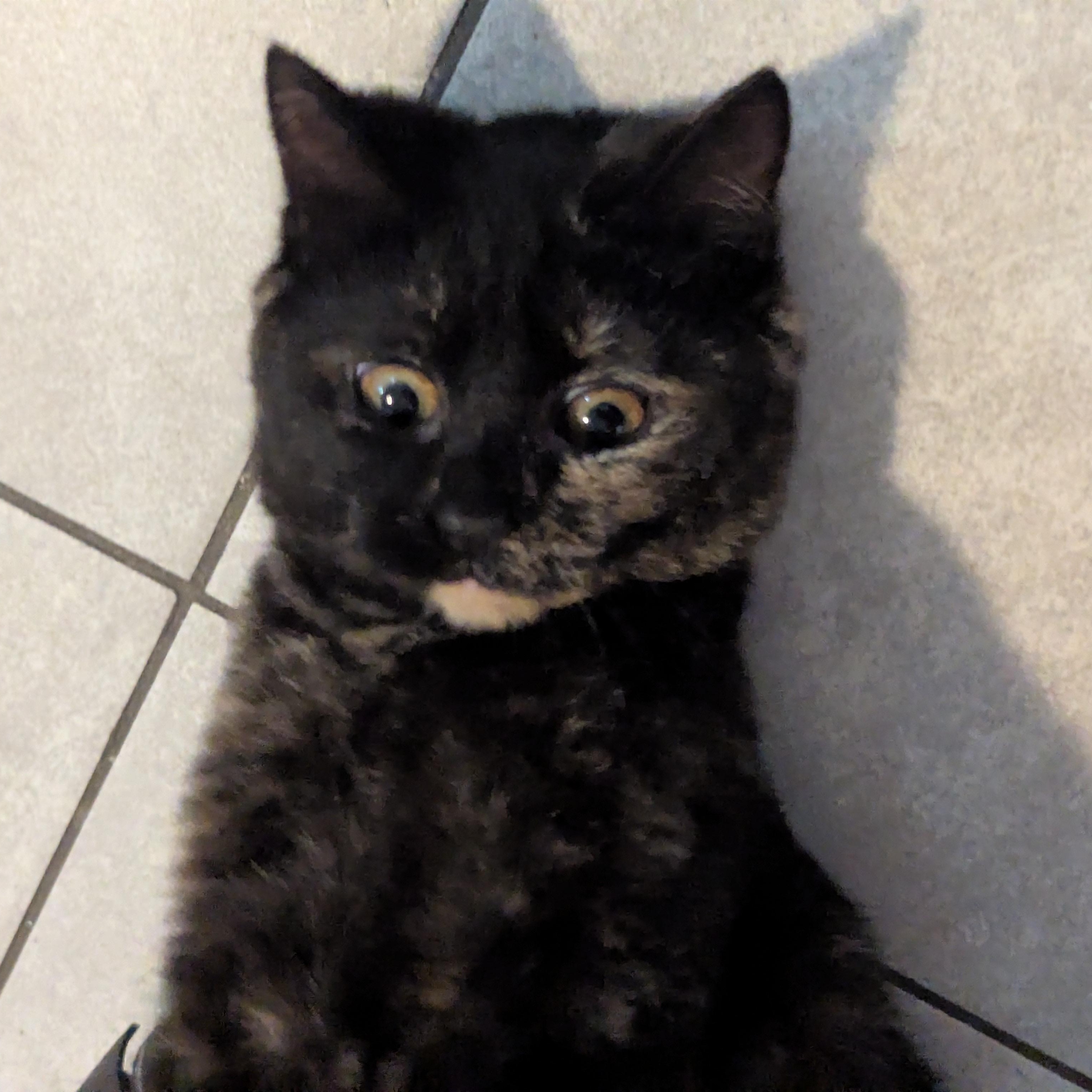 Enlarge The Freak, a ADOPTABLE mixed breed in Bayonne, NJ image 3/5