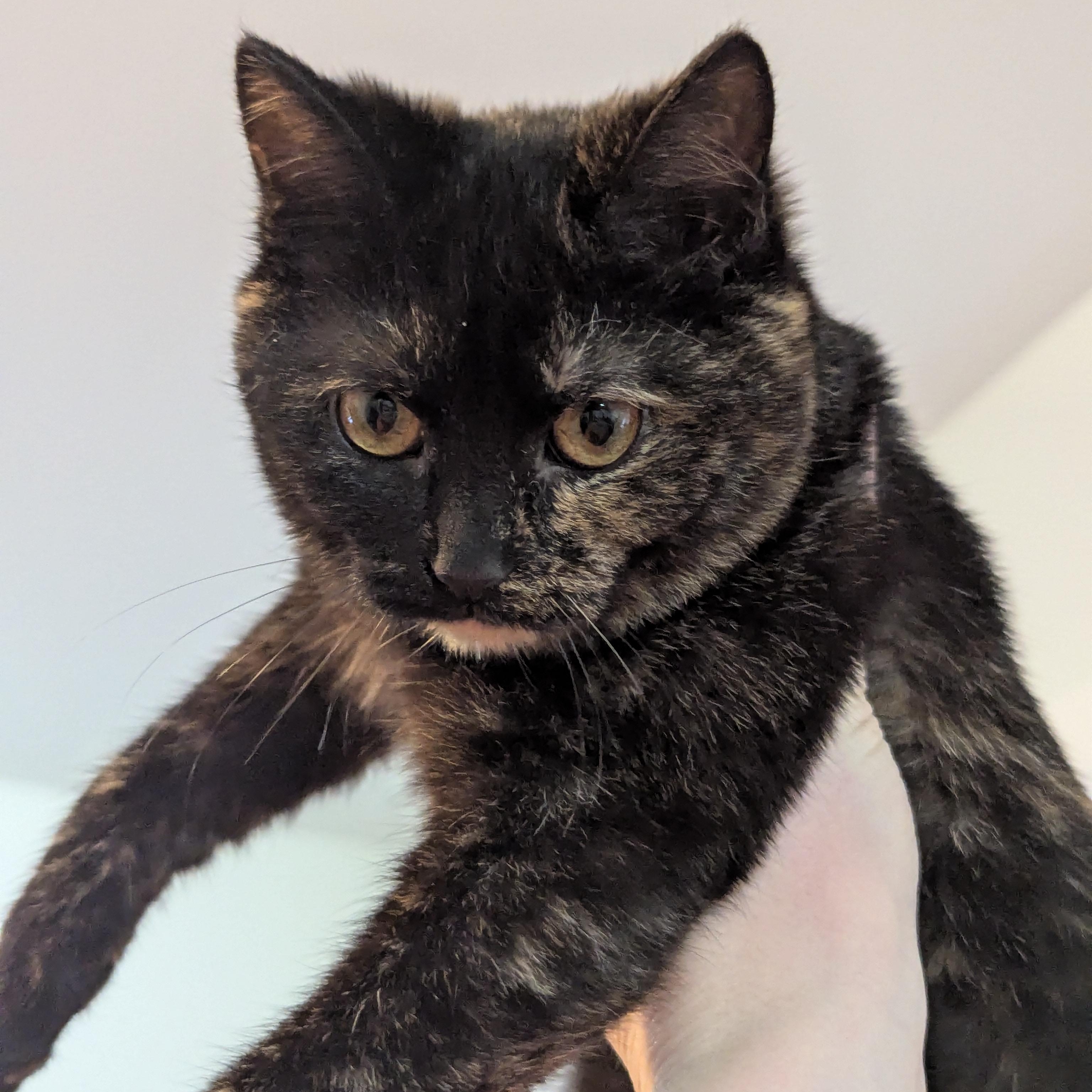 Enlarge The Freak, a ADOPTABLE mixed breed in Bayonne, NJ image 4/5