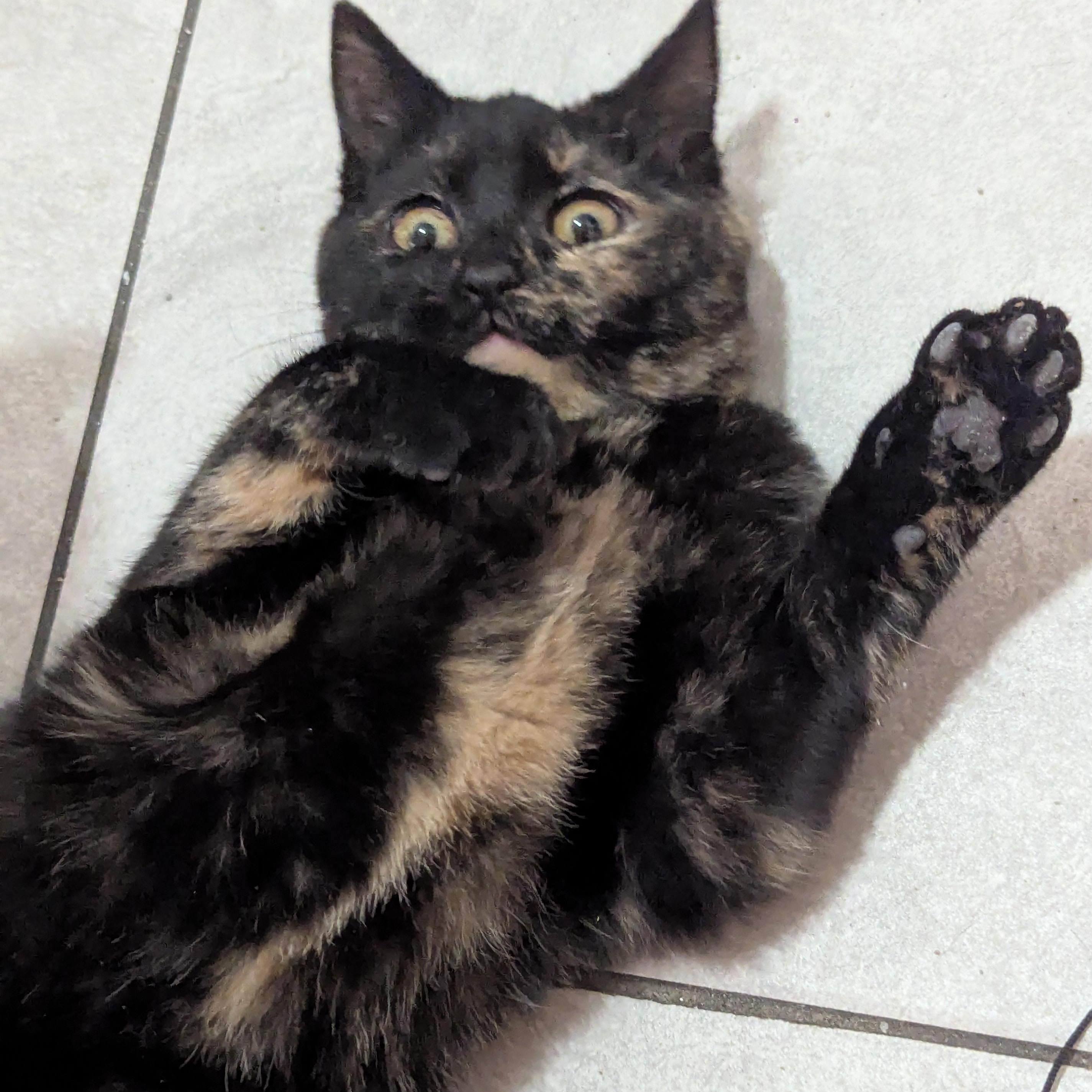 Enlarge The Freak, a ADOPTABLE mixed breed in Bayonne, NJ image 1/5