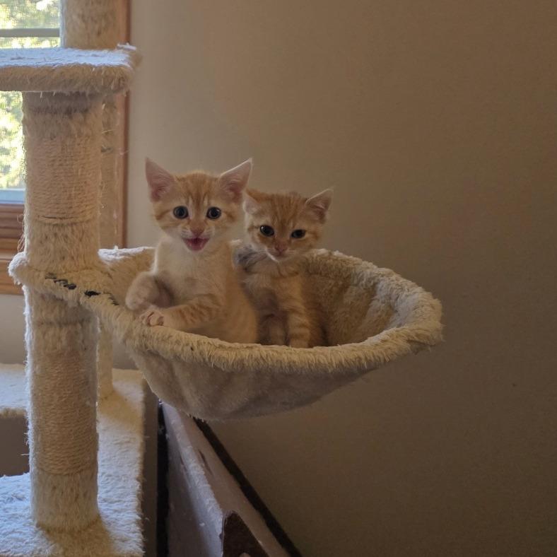 Fleetwood Mac (bonded with Pearl Jam), a Adoptable Domestic Short Hair in Madison, WI image 1/5