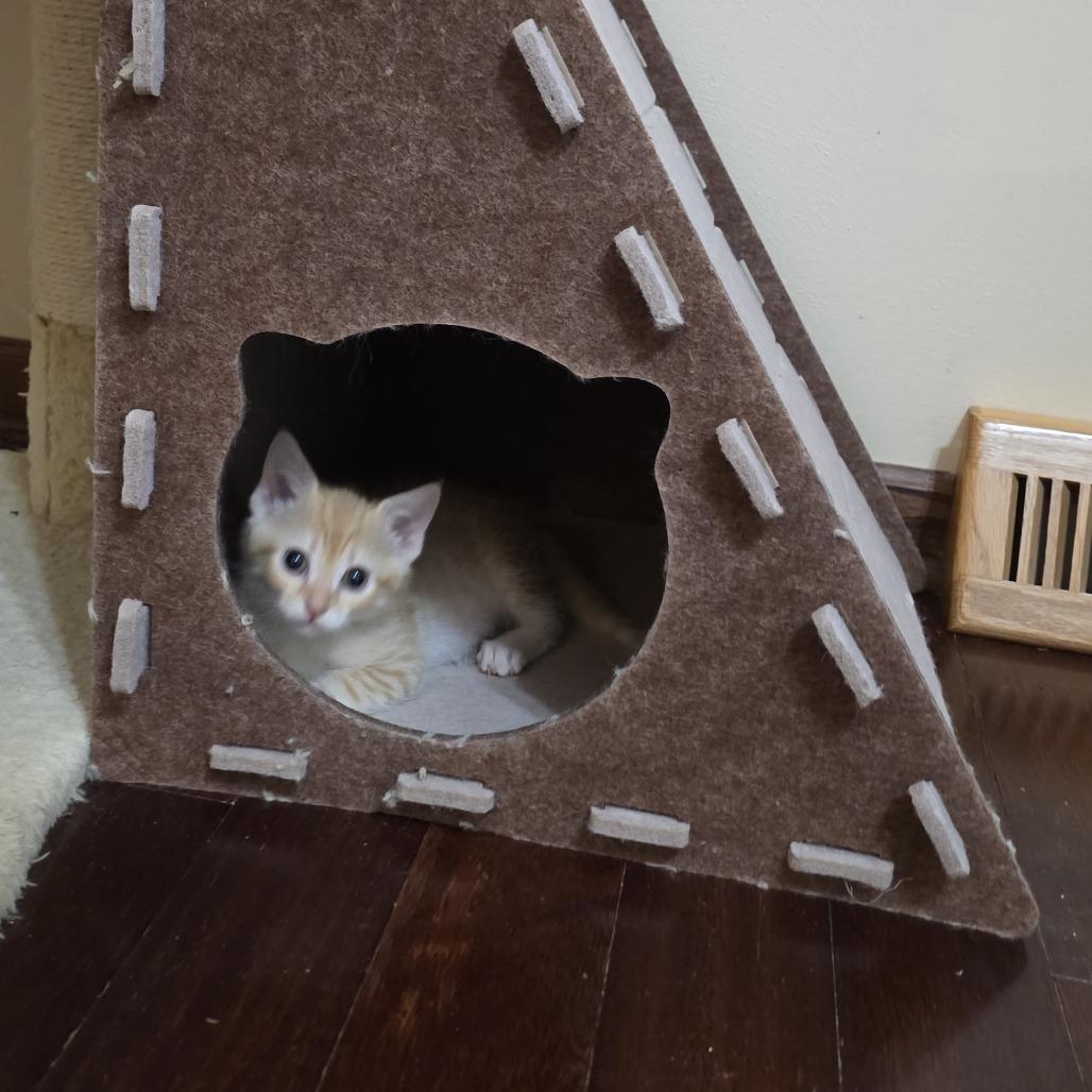 Fleetwood Mac (bonded with Pearl Jam), a Adoptable Domestic Short Hair in Madison, WI image 2/5