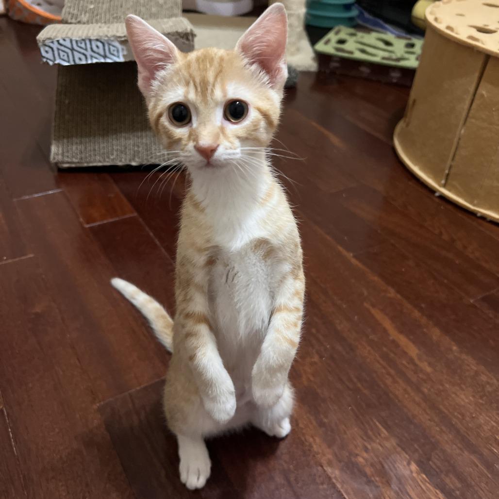 Fleetwood Mac (bonded with Pearl Jam), a Adoptable Domestic Short Hair in Madison, WI image 3/5