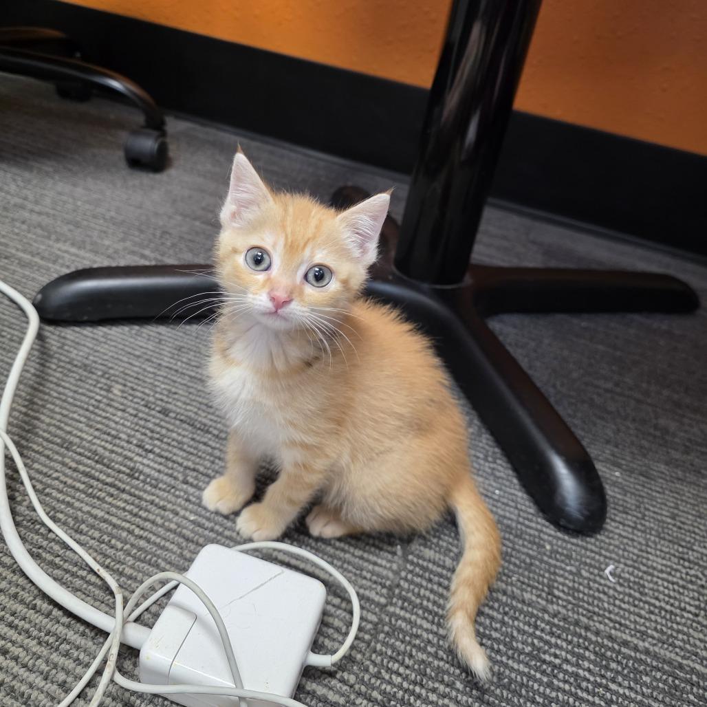 Fleetwood Mac (bonded with Pearl Jam), a Adoptable Domestic Short Hair in Madison, WI image 4/5