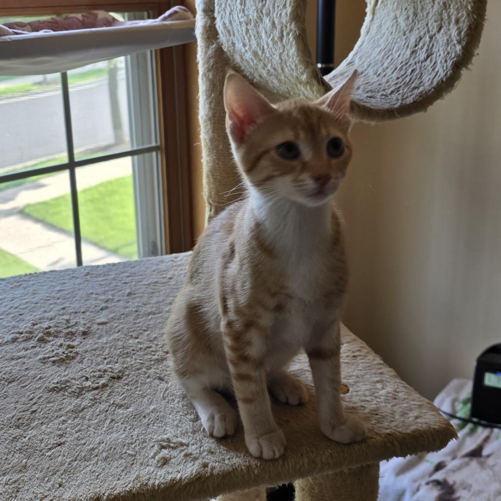Fleetwood Mac (bonded with Pearl Jam), a Adoptable Domestic Short Hair in Madison, WI image 5/5