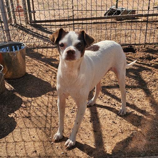 Enlarge Waylon, a Adoptable Chihuahua in Midland, TX image 1/2