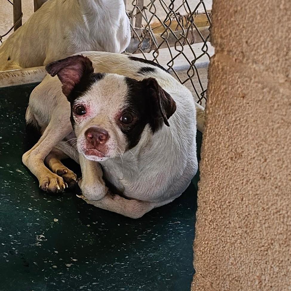 Waylon — thumbnail 2