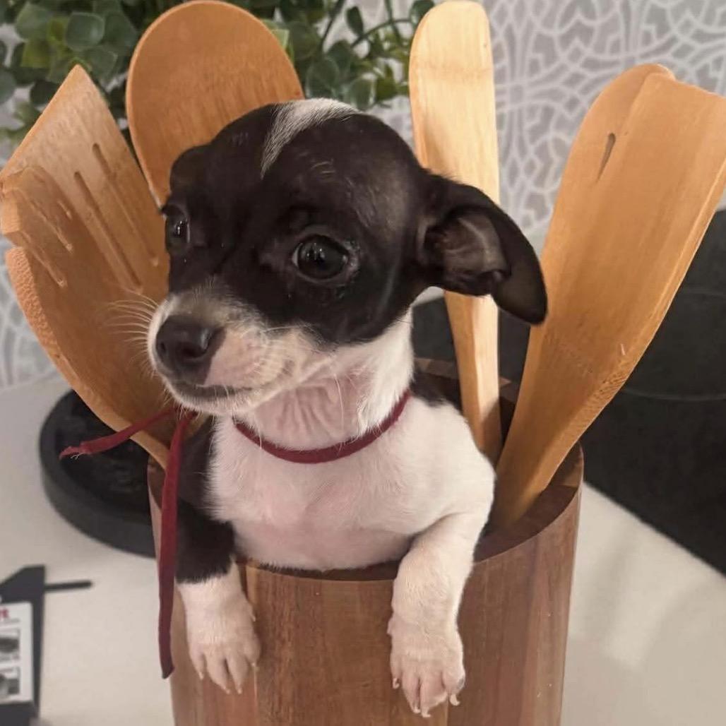 Enlarge Prince, a Adoptable mixed breed in Jacksonville, FL image 1/1