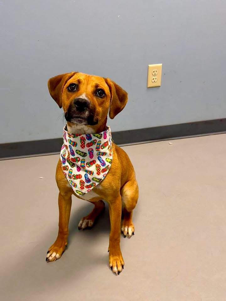 Enlarge Brittle, a ADOPTABLE Terrier in Zanesville, OH image 1/3