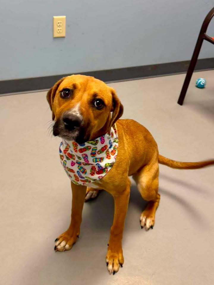 Enlarge Brittle, a ADOPTABLE Terrier in Zanesville, OH image 3/3