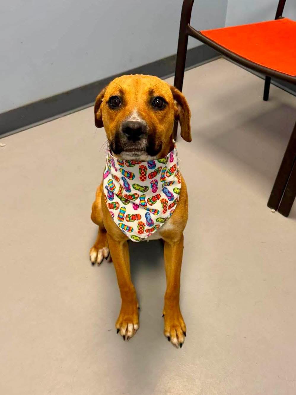 Enlarge Brittle, a ADOPTABLE Terrier in Zanesville, OH image 2/3