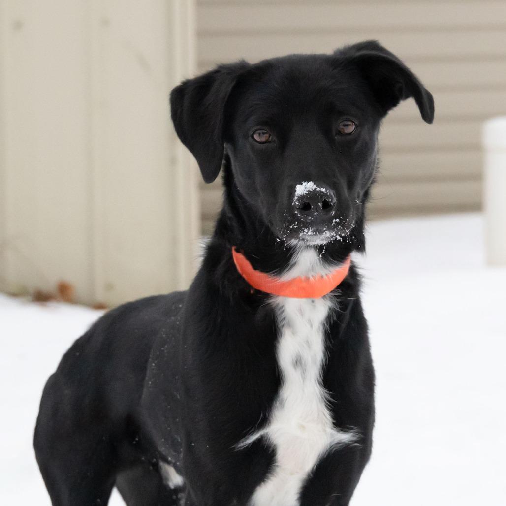 Graham the Great, Adoptable, Young Male Black Labrador Retriever.