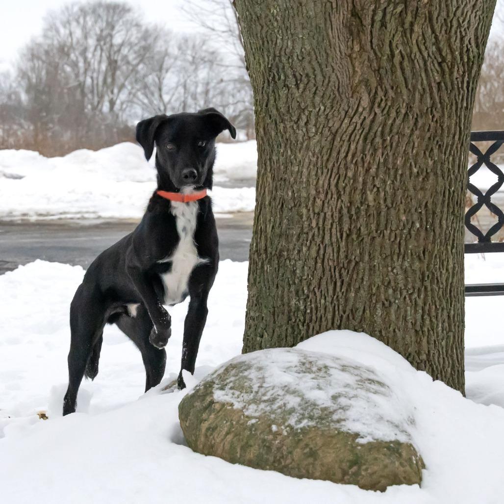 Enlarge Graham the Great, a Adoptable Black Labrador Retriever in McKean, PA image 2/6