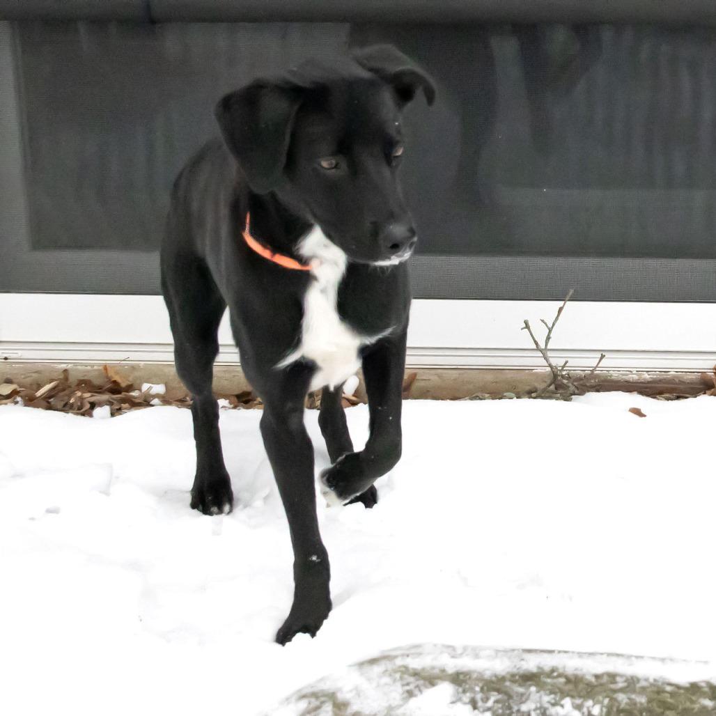 Enlarge Graham the Great, a Adoptable Black Labrador Retriever in McKean, PA image 3/6