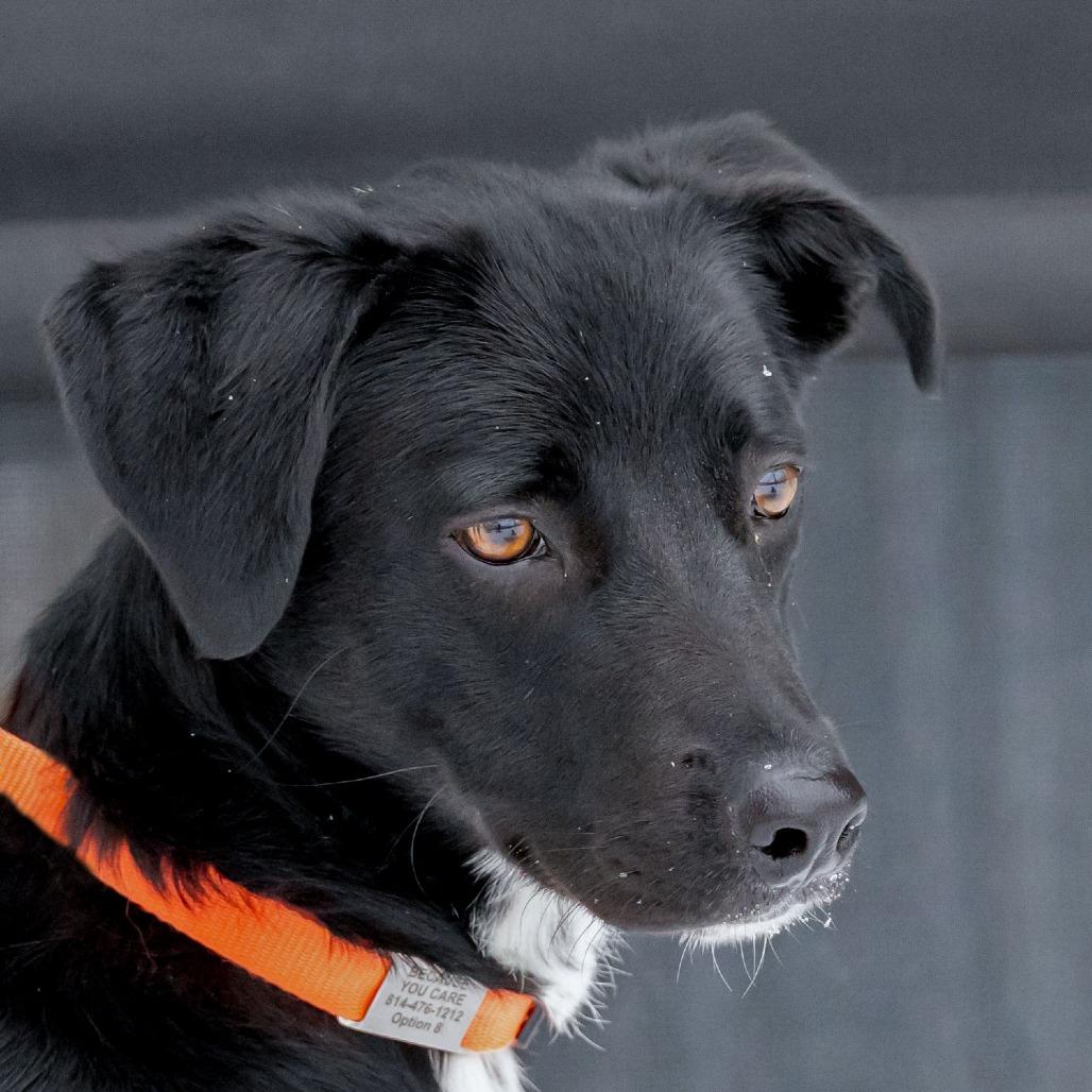 Enlarge Graham the Great, a Adoptable Black Labrador Retriever in McKean, PA image 4/6