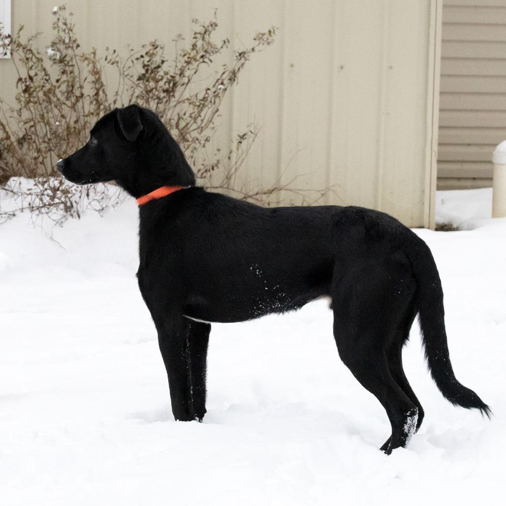 Enlarge Graham the Great, a Adoptable Black Labrador Retriever in McKean, PA image 5/6