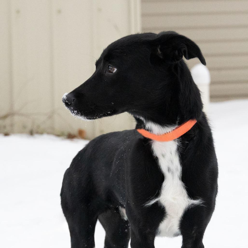 Enlarge Graham the Great, a Adoptable Black Labrador Retriever in McKean, PA image 6/6