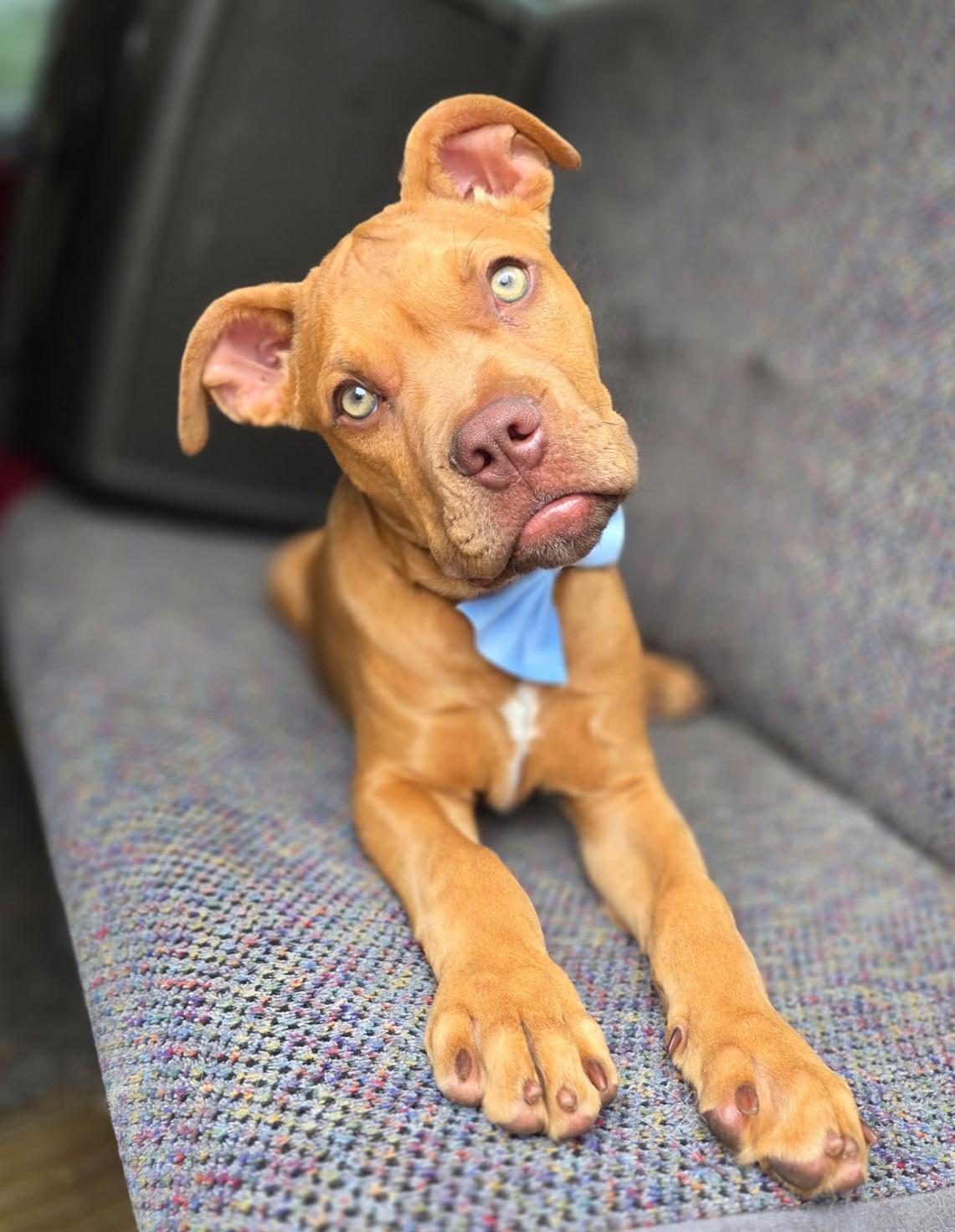 Enlarge Binx, an adopted mixed breed in Gilbert, SC image 2/6