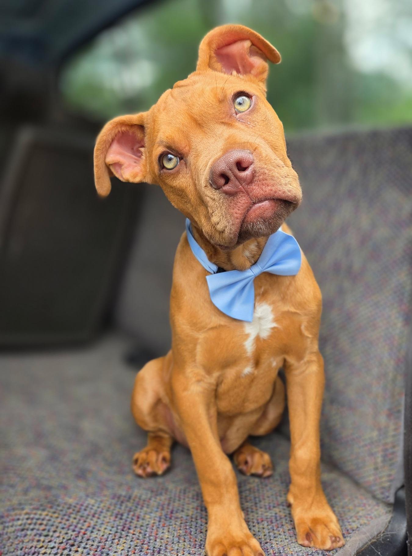 Enlarge Binx, an adopted mixed breed in Gilbert, SC image 5/6
