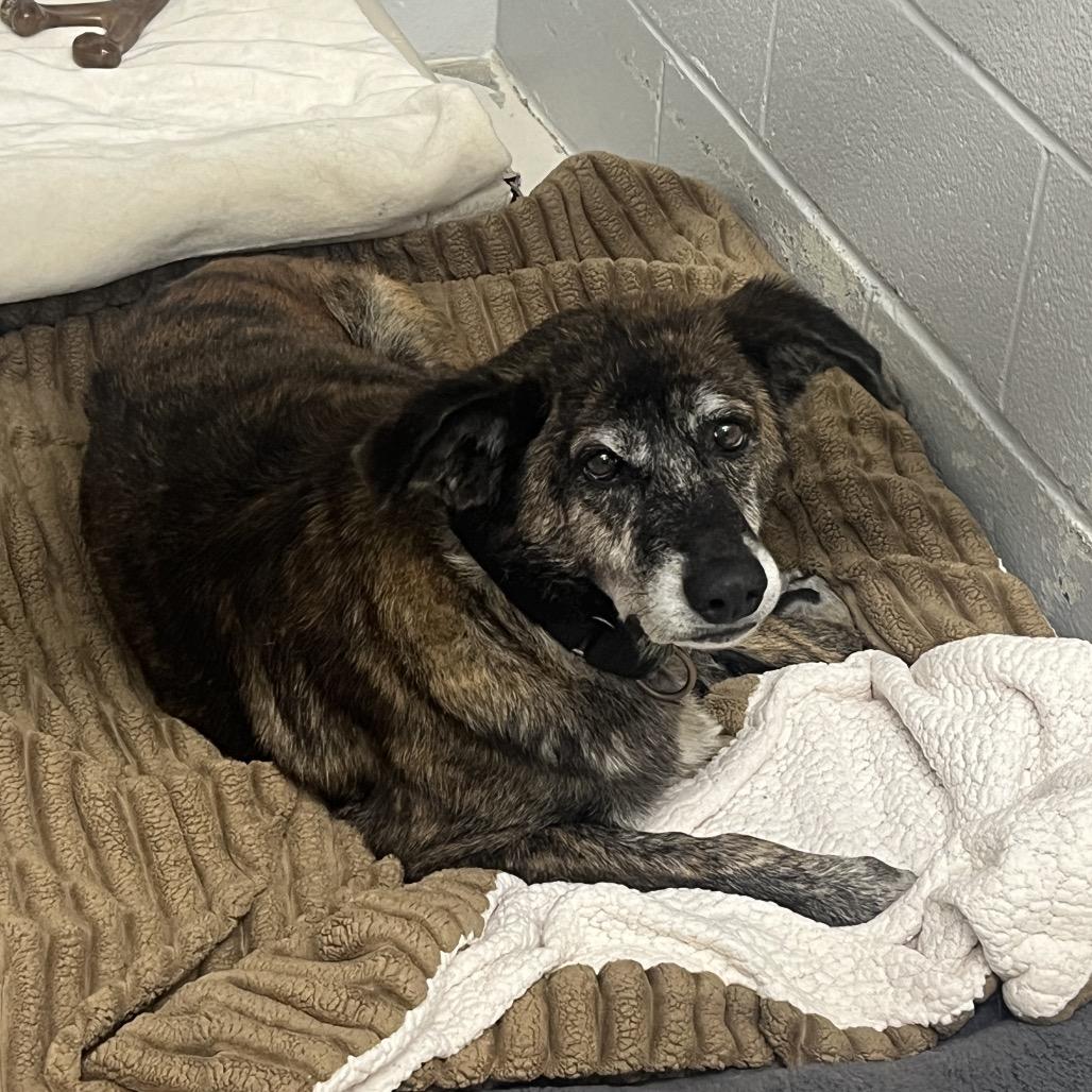 Enlarge Holly, a Adoptable mixed breed in Delaware, OH image 1/6