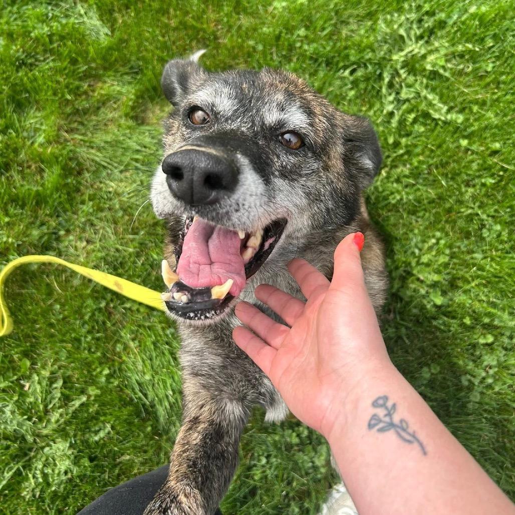 Enlarge Holly, a Adoptable mixed breed in Delaware, OH image 2/6