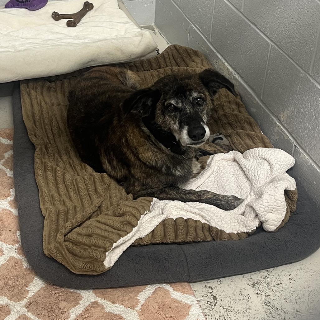 Enlarge Holly, a Adoptable mixed breed in Delaware, OH image 5/6
