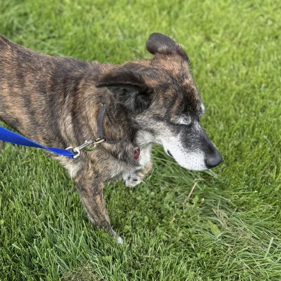 Enlarge Holly, a Adoptable mixed breed in Delaware, OH image 6/6