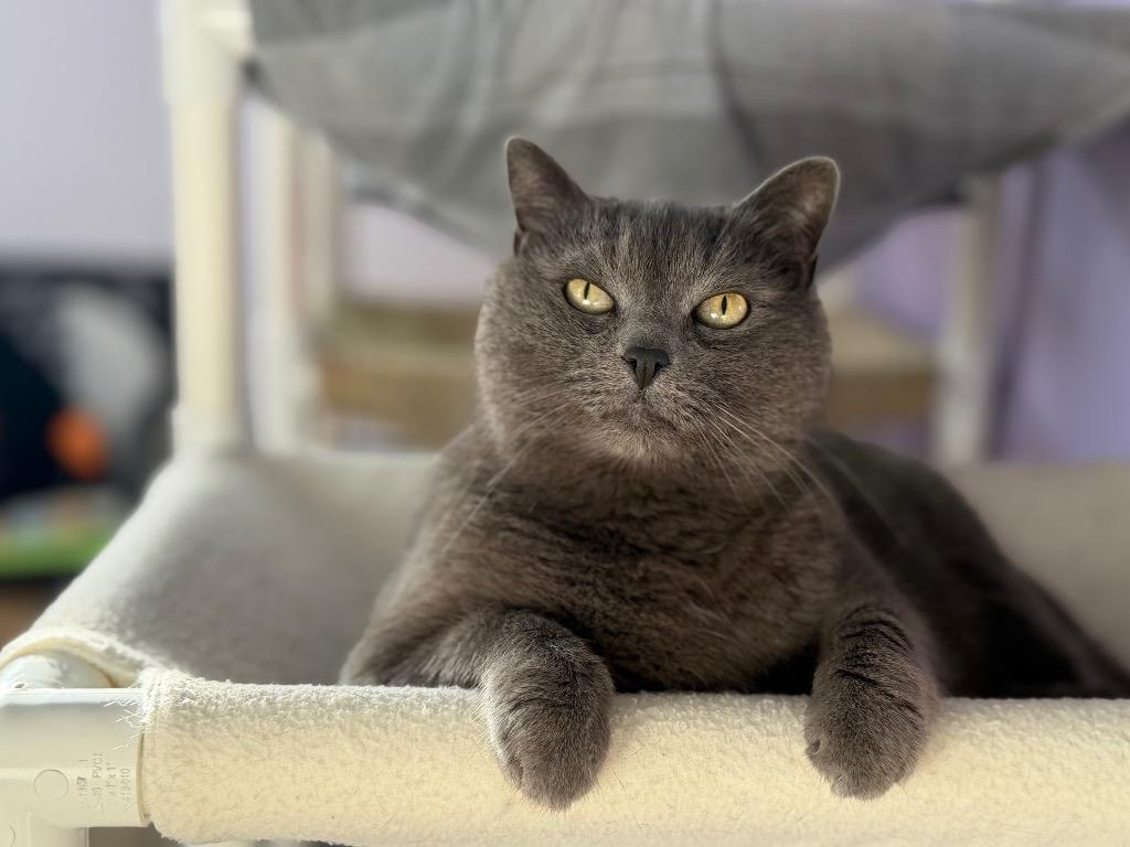 Eny, Adoptable, Adult Female Domestic Short Hair.