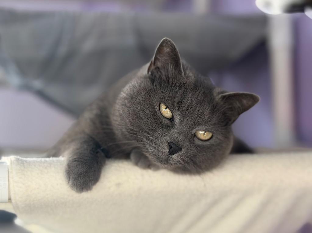 Enlarge Eny **Bonded with Max**, a Adoptable mixed breed in Peru, NY image 2/4