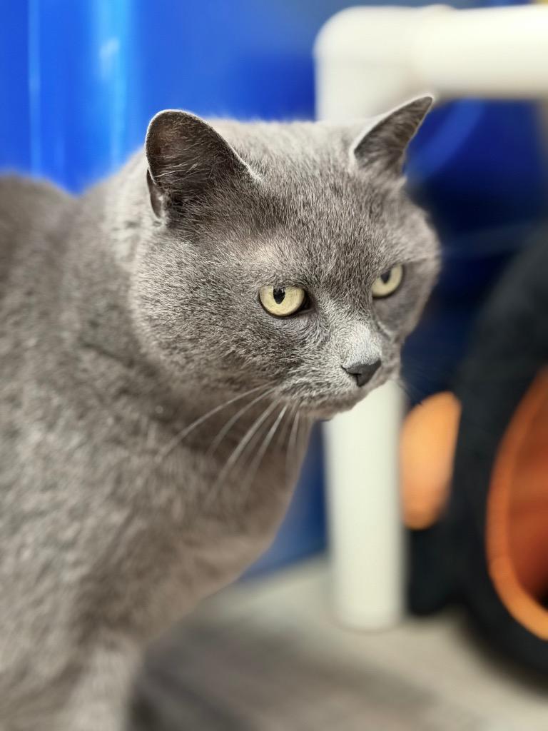 Enlarge Eny **Bonded with Max**, a Adoptable mixed breed in Peru, NY image 3/4