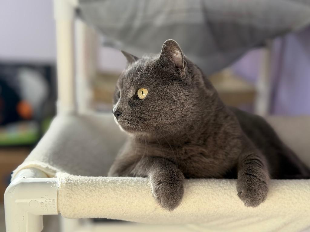 Enlarge Eny **Bonded with Max**, a Adoptable mixed breed in Peru, NY image 4/4