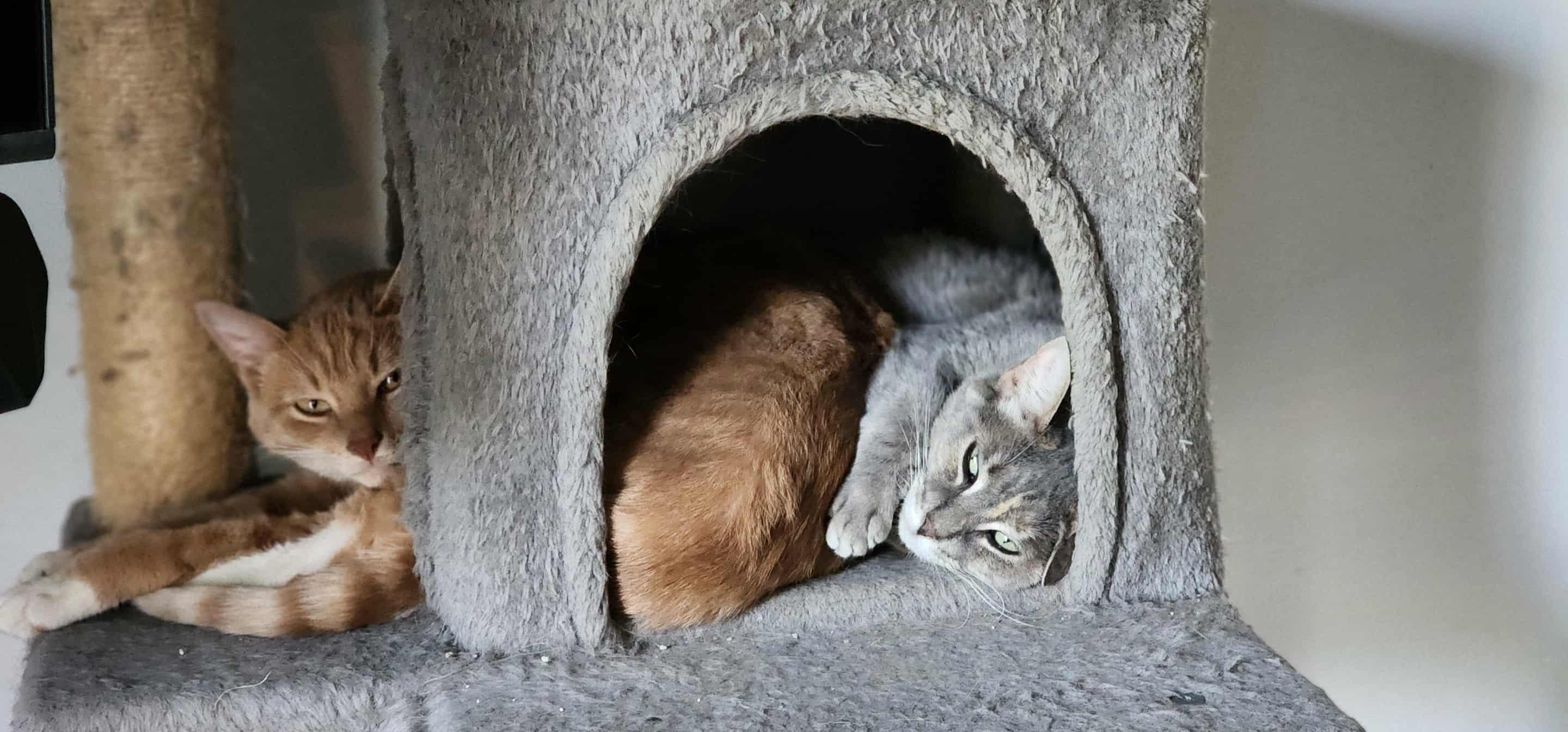 Enlarge Frosting, a Adoptable Domestic Short Hair in Lacona, NY image 1/6