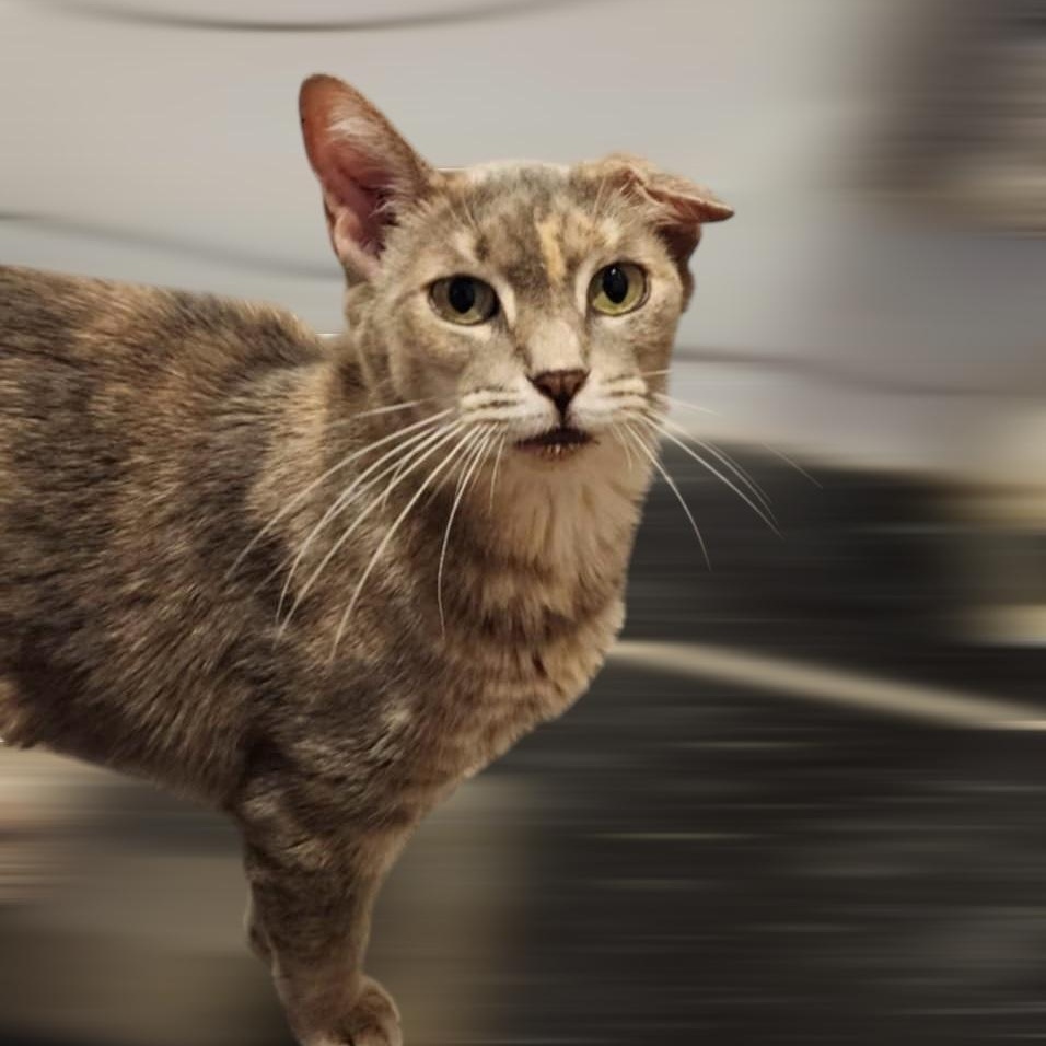 Frosting, Adoptable, Young Female Domestic Short Hair.