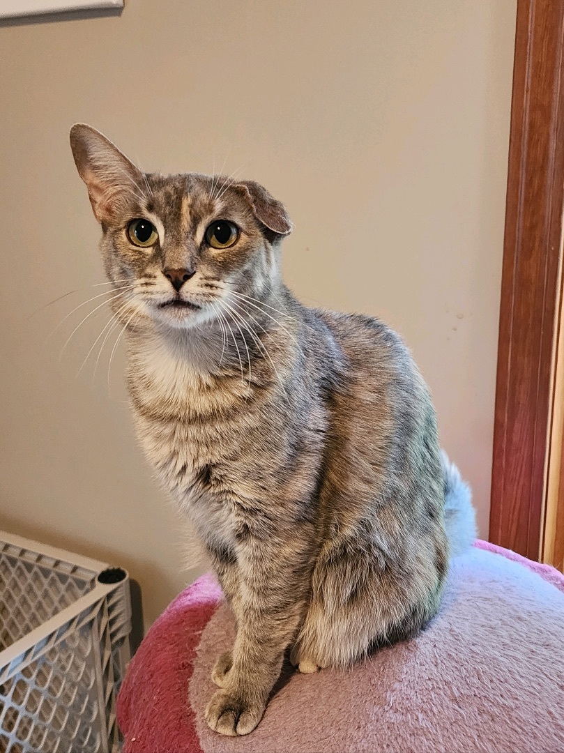 Cat for adoption Frosting, a Domestic Short Hair in Lacona, NY