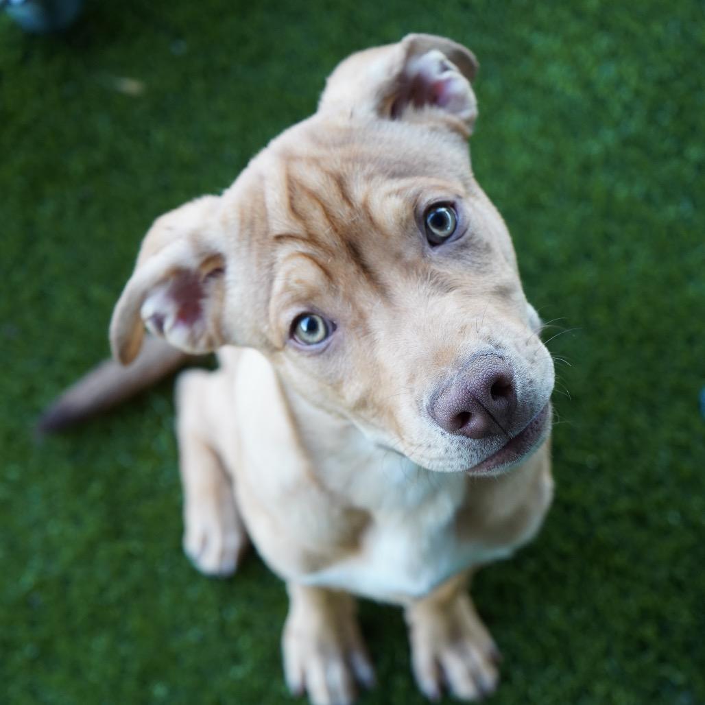 Blue — thumbnail 4