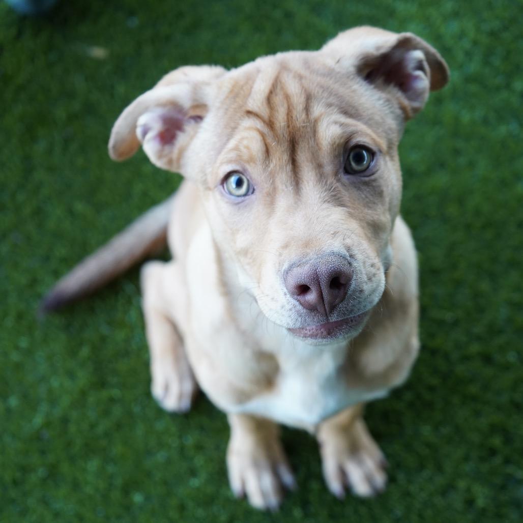 Blue — thumbnail 5