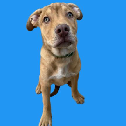 Blue — thumbnail 6