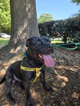 Cuzco, a Adoptable Mixed Breed in Chamblee, GA image 1/2