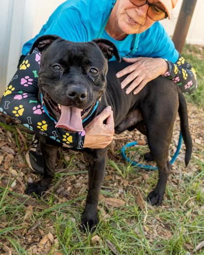 Cuzco, Adoptable, Adult Male Mixed Breed & Mixed Breed.