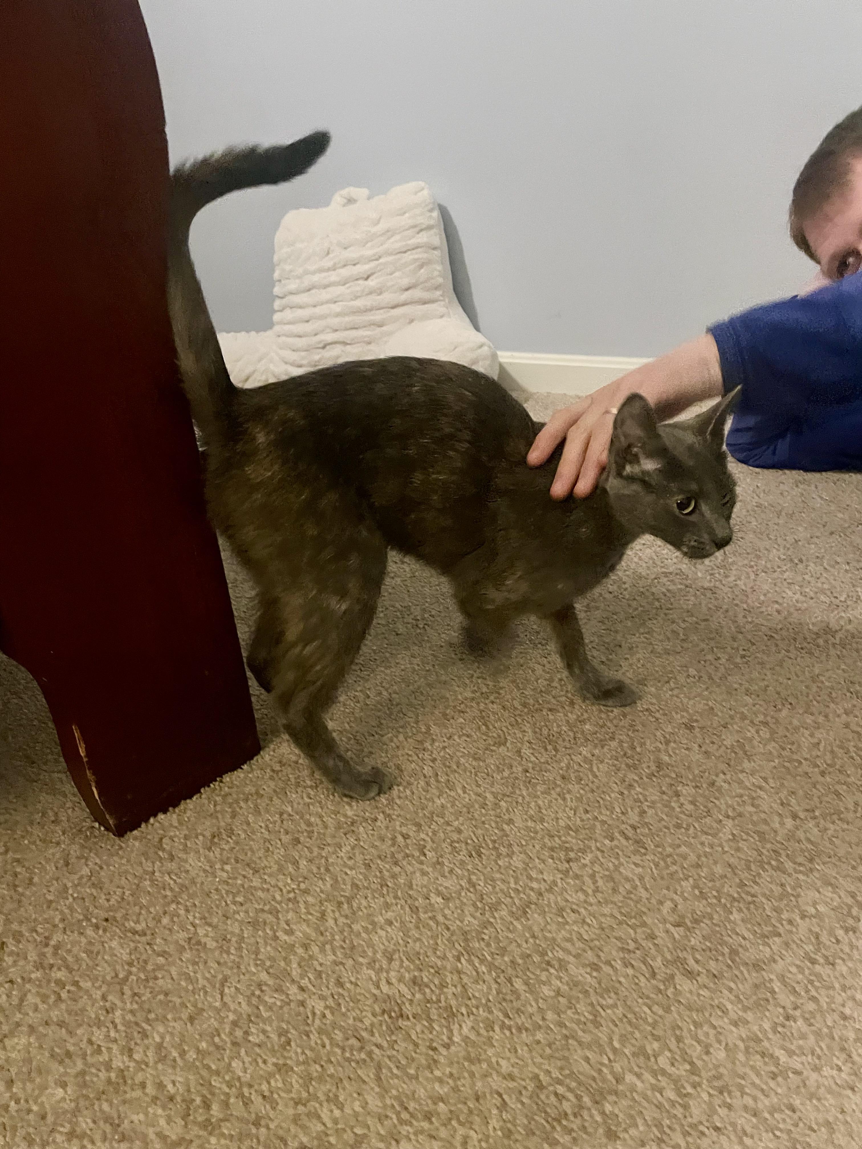 Tortellini, a Adoptable Domestic Short Hair in Burlington, VT image 1/4
