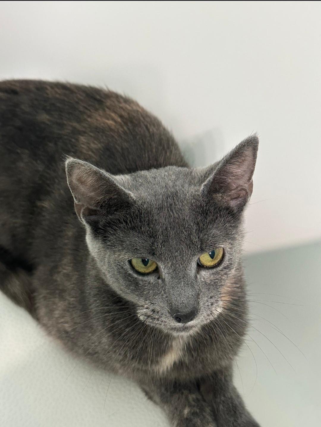 Tortellini, a Adoptable Domestic Short Hair in Burlington, VT image 2/4