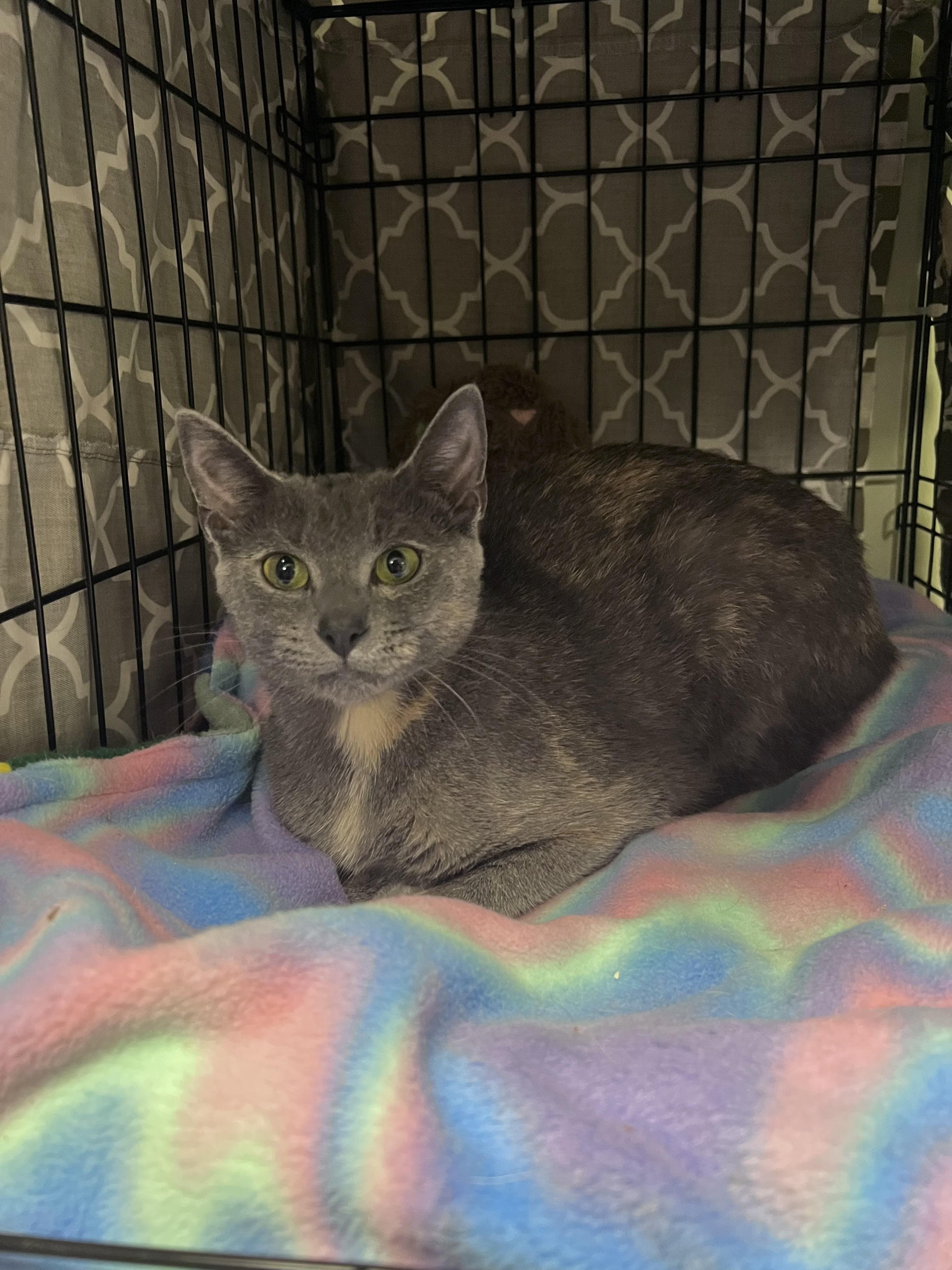 Tortellini, a Adoptable Domestic Short Hair in Burlington, VT image 3/4