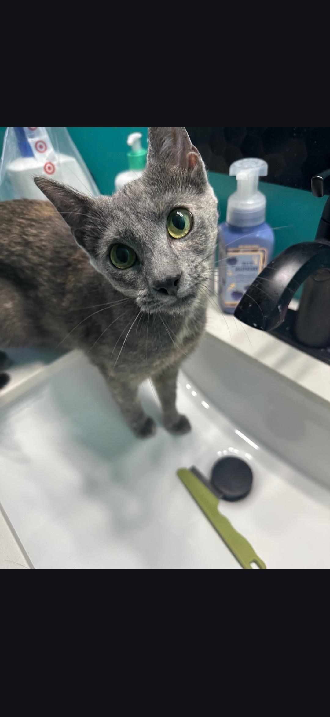 Tortellini, a Adoptable Domestic Short Hair in Burlington, VT image 4/4