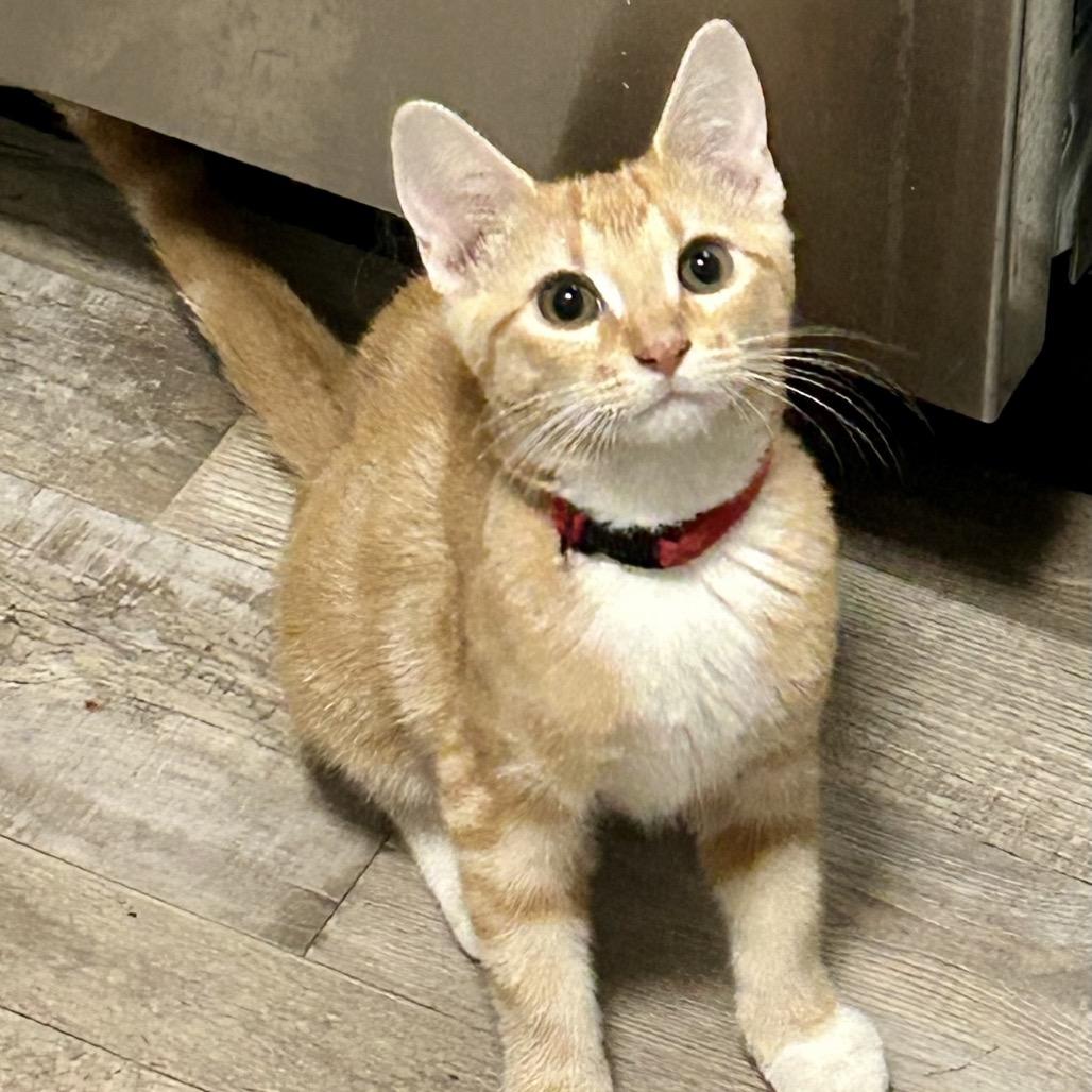 Mango, Adoptable, Kitten Female Domestic Short Hair.